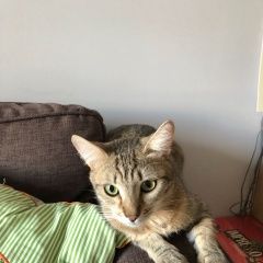 Подробнее об объявлении «Пропал кот, возраст год Москва» Фото: пропала кошка  «Пропал кот, возраст год Москва» в г. Москва