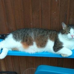 Подробнее об объявлении «Пропал кот Троицк» Фото: пропала кошка  «Пропал кот Троицк» в г. Троицк