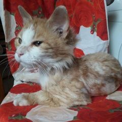 Подробнее об объявлении «Пропал кот Москва» Фото: пропала кошка  «Пропал кот Москва» в г. Москва