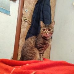 Подробнее об объявлении «Пропала кошка Томск» Фото: пропала кошка  «Пропала кошка Томск» в г. Томск