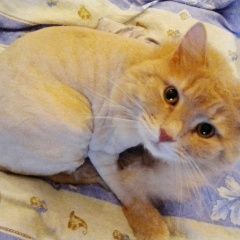 Подробнее об объявлении «Пропал кот в районе лефортово Москва» Фото: пропала кошка  «Пропал кот в районе лефортово Москва» в г. Москва