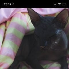 Подробнее об объявлении «Пропала кошка помогите,   Реутов» Фото: пропала кошка Сфинкс «Пропала кошка помогите,   Реутов» в г. Реутов