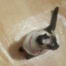 Подробнее об объявлении «Москва Пропала кошка» Фото: пропала кошка Тайская «Москва Пропала кошка» в г. Москва