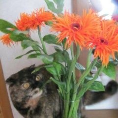 Подробнее об объявлении «Омск Пропала кошка прошу помощи в поиске» Фото: пропала кошка Британская короткошерстная «Омск Пропала кошка прошу помощи в поиске» в г. Омск