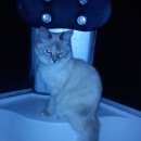 Подробнее об объявлении «Апшеронск Пропала кошка» Фото: пропала кошка  «Апшеронск Пропала кошка» в г. Апшеронск