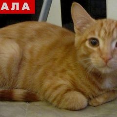 Подробнее об объявлении «Пропал кот очень переживаем и ждем домой малыша  Екатеринбург» Фото: пропала кошка  «Пропал кот очень переживаем и ждем домой малыша...» в г. Екатеринбург