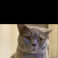 Подробнее об объявлении «Пропал кот по кличке мачо Троицк» Фото: пропала кошка Шотландский терьер «Пропал кот по кличке мачо Троицк» в г. Троицк