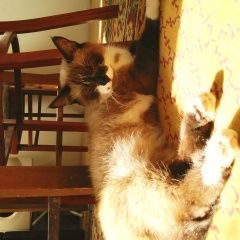 Подробнее об объявлении «Пропала кошка Батайск» Фото: пропала кошка Сиамская «Пропала кошка Батайск» в г. Батайск