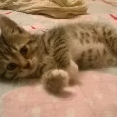 Подробнее об объявлении «Пропал котёнок Анапа» Фото: пропала кошка  «Пропал котёнок Анапа» в г. Анапа