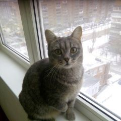 Подробнее об объявлении «Пропала кошка с больной лапкой. Москва» Фото: пропала кошка  «Пропала кошка с больной лапкой. Москва» в г. Москва