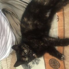 Подробнее об объявлении «Пермь Пропала кошка котенок» Фото: пропала кошка  «Пермь Пропала кошка котенок» в г. Пермь