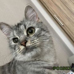 Подробнее об объявлении «Пропала кошка Москва» Фото: пропала кошка  «Пропала кошка Москва» в г. Москва