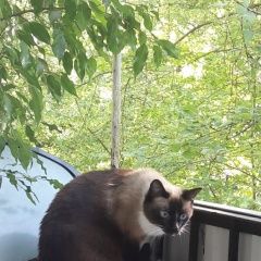 Подробнее об объявлении «Пропала кошка открытое шоссе Москва» Фото: пропала кошка  «Пропала кошка открытое шоссе Москва» в г. Москва