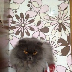 Подробнее об объявлении «Псков Пропала кошка» Фото: пропала кошка Британская длинношерстная «Псков Пропала кошка» в г. Псков