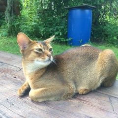 Подробнее об объявлении «Чехов Пропала кошка» Фото: пропала кошка Абиссинская «Чехов Пропала кошка» в г. Чехов