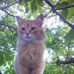 Подробнее об объявлении «Донецк Донецкая обл. Пропал кот» Фото: пропала кошка  «Донецк Донецкая обл. Пропал кот» в г. Донецк Донецкая обл.