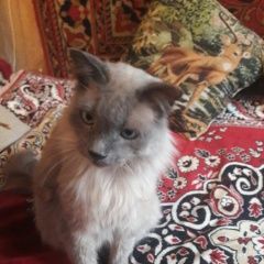Подробнее об объявлении «Пропал кот серый кот Москва» Фото: пропала кошка  «Пропал кот серый кот Москва» в г. Москва