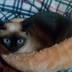 Подробнее об объявлении «Псков Пропала кошка сиамская кошечка» Фото: пропала кошка Сиамская «Псков Пропала кошка сиамская кошечка» в г. Псков