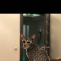 Подробнее об объявлении «Пропала кошка Москва» Фото: пропала кошка Ориентальная (восточная короткошерстная) «Пропала кошка Москва» в г. Москва