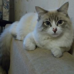 Подробнее об объявлении «Пропал кот Кострома» Фото: пропала кошка Сиамская «Пропал кот Кострома» в г. Кострома