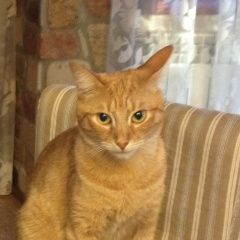 Подробнее об объявлении «Жуковский Пропал кот» Фото: пропала кошка  «Жуковский Пропал кот» в г. Жуковский