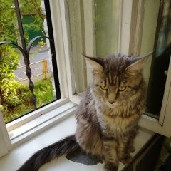 Подробнее об объявлении «Пропала кошка мэйн-кун. Реутов» Фото: пропала кошка Мейн-кун «Пропала кошка мэйн-кун. Реутов» в г. Реутов