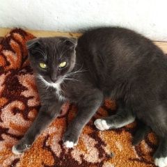 Подробнее об объявлении «Подольск Пропала кошка» Фото: пропала кошка Британская короткошерстная «Подольск Пропала кошка» в г. Подольск