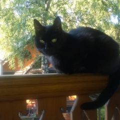 Подробнее об объявлении «Пропала кошка черная кошка Мытищи» Фото: пропала кошка  «Пропала кошка черная кошка Мытищи» в г. Мытищи