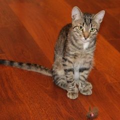 Подробнее об объявлении «Псков Пропал кот» Фото: пропала кошка  «Псков Пропал кот» в г. Псков