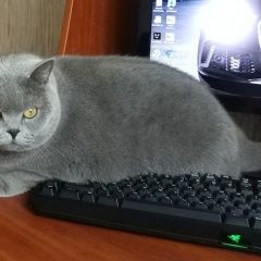 Подробнее об объявлении «Пропала кошка британская голубая м.нахимовский пр-кт Москва» Фото: пропала кошка Британская короткошерстная «Пропала кошка британская голубая м.нахимовский...» в г. Москва