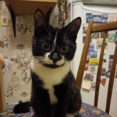 Подробнее об объявлении «Пропала кошка Москва» Фото: пропала кошка  «Пропала кошка Москва» в г. Москва