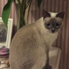 Подробнее об объявлении «Пропала кошка Мытищи» Фото: пропала кошка Меконгский бобтейл «Пропала кошка Мытищи» в г. Мытищи