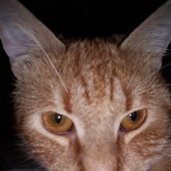 Подробнее об объявлении «Пропал кот Санкт-Петербург» Фото: пропала кошка  «Пропал кот Санкт-Петербург» в г. Санкт-Петербург