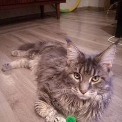 Подробнее об объявлении «Пропал котик Москва» Фото: пропала кошка Мейн-кун «Пропал котик Москва» в г. Москва