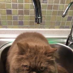 Подробнее об объявлении «Пропал кот рыже-коричневый кот, в голубой шлейке, Москва» Фото: пропала кошка Британская длинношерстная «Пропал кот рыже-коричневый кот, в голубой...» в г. Москва