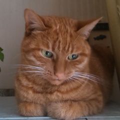 Подробнее об объявлении «Пропала кошка Москва» Фото: пропала кошка  «Пропала кошка Москва» в г. Москва