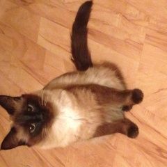 Подробнее об объявлении «Пропала кошка Москва» Фото: пропала кошка Сиамская «Пропала кошка Москва» в г. Москва