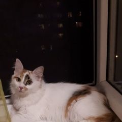 Подробнее об объявлении «Пропала кошка одинцовский район Одинцово» Фото: пропала кошка  «Пропала кошка одинцовский район Одинцово» в г. Одинцово