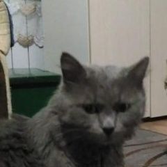Подробнее об объявлении «Пропал кот Краснодар» Фото: пропала кошка  «Пропал кот Краснодар» в г. Краснодар