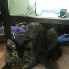 Подробнее об объявлении «Пропала кошка м. марьино, район ул. подольской Москва» Фото: пропала кошка  «Пропала кошка м. марьино, район ул. подольской...» в г. Москва