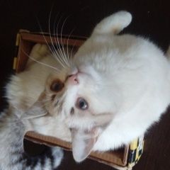 Подробнее об объявлении «Пропала кошка Москва» Фото: пропала кошка  «Пропала кошка Москва» в г. Москва