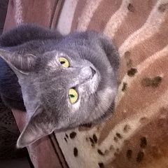 Подробнее об объявлении «Пропала кошка Набережные Челны» Фото: пропала кошка  «Пропала кошка Набережные Челны» в г. Набережные Челны