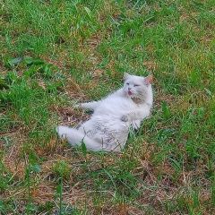 Подробнее об объявлении «Пропал кот белый кот Санкт-Петербург» Фото: пропала кошка  «Пропал кот белый кот Санкт-Петербург» в г. Санкт-Петербург