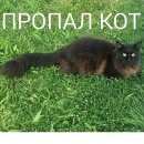 Подробнее об объявлении «Пропал кот это не просто кот, это член семьи Серпухов» Фото: пропала кошка Мейн-кун «Пропал кот это не просто кот, это член семьи...» в г. Серпухов