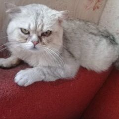 Подробнее об объявлении «Пропал кот срочно нужна помощь    р Москва» Фото: пропала кошка Британская короткошерстная «Пропал кот срочно нужна помощь    р Москва» в г. Москва