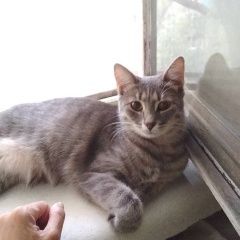 Подробнее об объявлении «Пропала кошка пожалуйста, помогите найти Москва» Фото: пропала кошка  «Пропала кошка пожалуйста, помогите найти Москва» в г. Москва