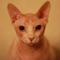 Подробнее об объявлении «Пропал кот сфинкс, канадик Москва» Фото: пропала кошка Сфинкс «Пропал кот сфинкс, канадик Москва» в г. Москва