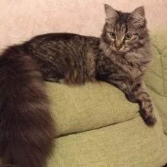 Подробнее об объявлении «Пропала кошка Москва» Фото: пропала кошка Мейн-кун «Пропала кошка Москва» в г. Москва