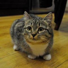 Подробнее об объявлении «Жуковский Пропала кошка потерялась кошка» Фото: пропала кошка  «Жуковский Пропала кошка потерялась кошка» в г. Жуковский