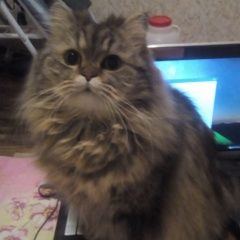 Подробнее об объявлении «Пропал кот Москва» Фото: пропала кошка  «Пропал кот Москва» в г. Москва